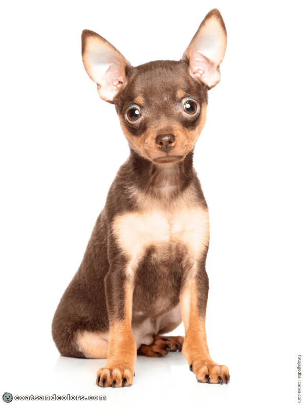 coatsandcolors.com B locus dog brown tan point puppy
