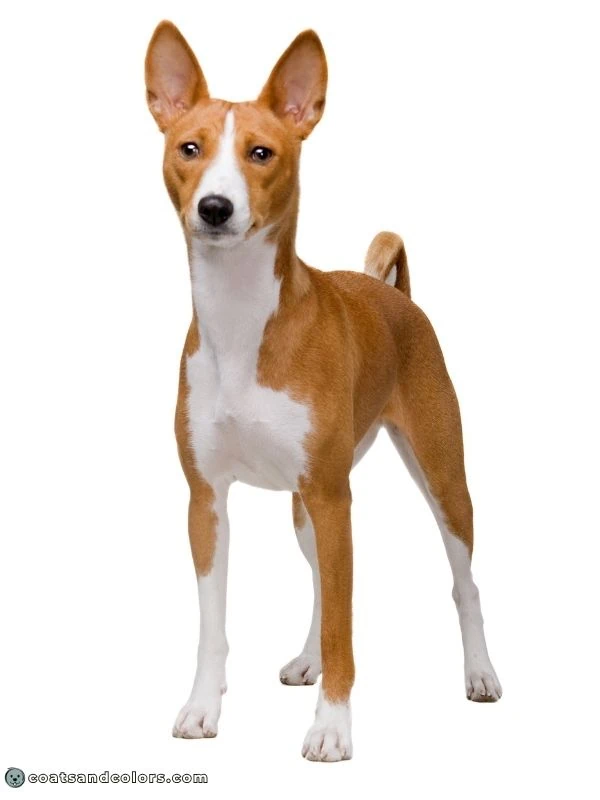 coatsandcolors.com Basenji colors red white Irish white markings