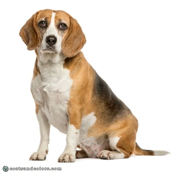 coatsandcolors.com Beagle Coat Color black mask