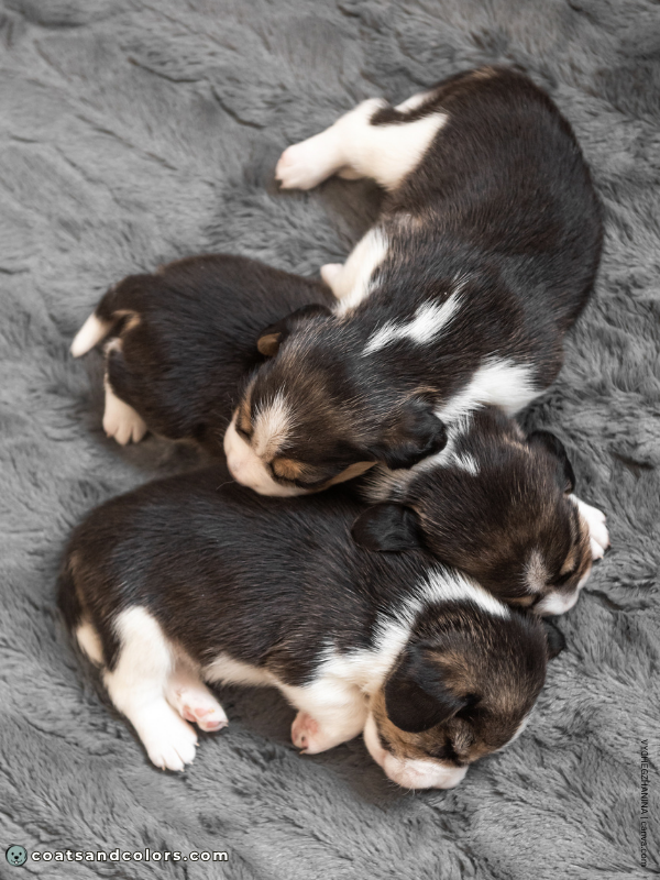 coatsandcolors.com Beagle Coat Color black saddle puppy dark overlay