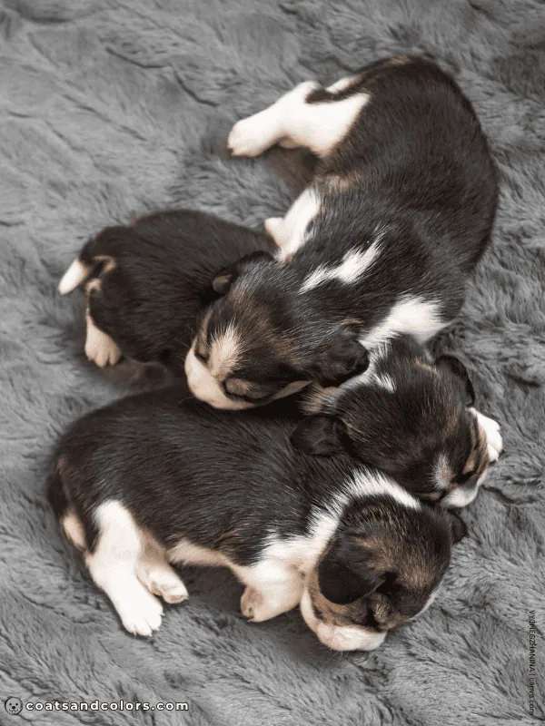 coatsandcolors.com Beagle Coat Color black saddle puppy dark overlay