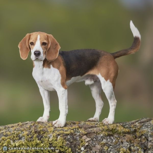 coatsandcolors.com Beagle Coat Color black saddle tricolor
