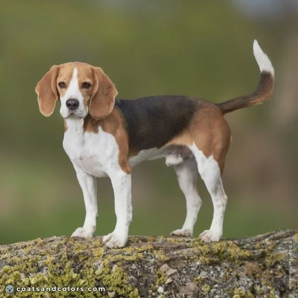 coatsandcolors.com Beagle Coat Color black saddle tricolor
