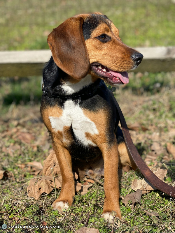 coatsandcolors.com Beagle Coat Color black tan 1