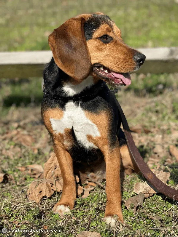 coatsandcolors.com Beagle Coat Color black tan 1