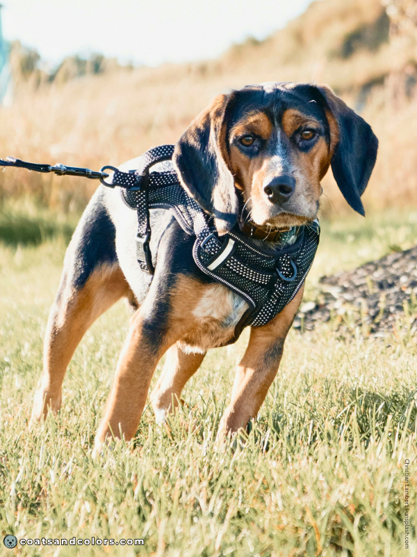 coatsandcolors.com Beagle Coat Color black tan 2