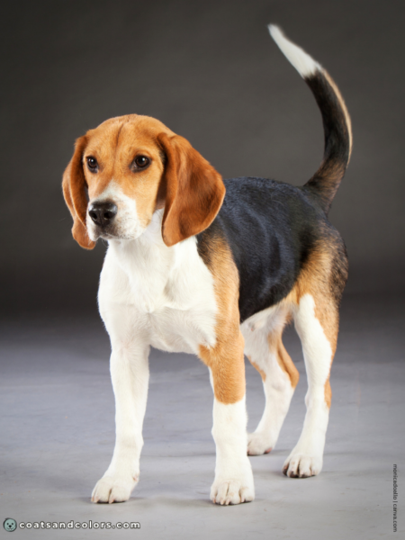 Beagle Colors | Coats and Colors
