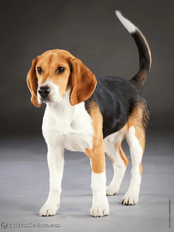 coatsandcolors.com Beagle Coat Color black tri 2