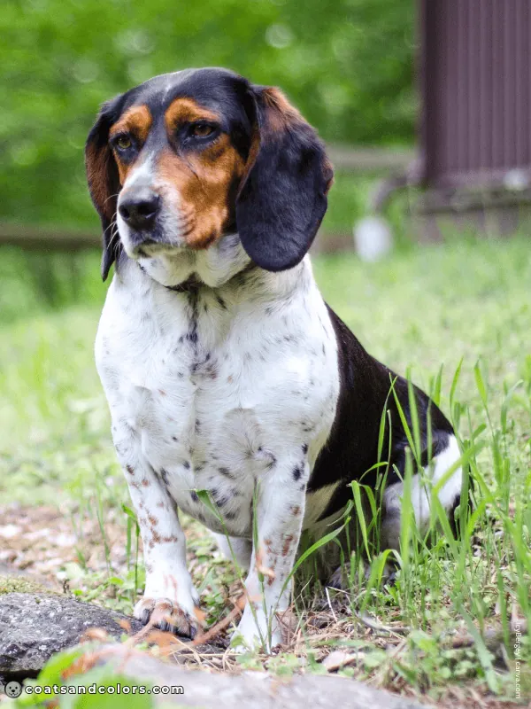 coatsandcolors.com Beagle Coat Color bluetick 1