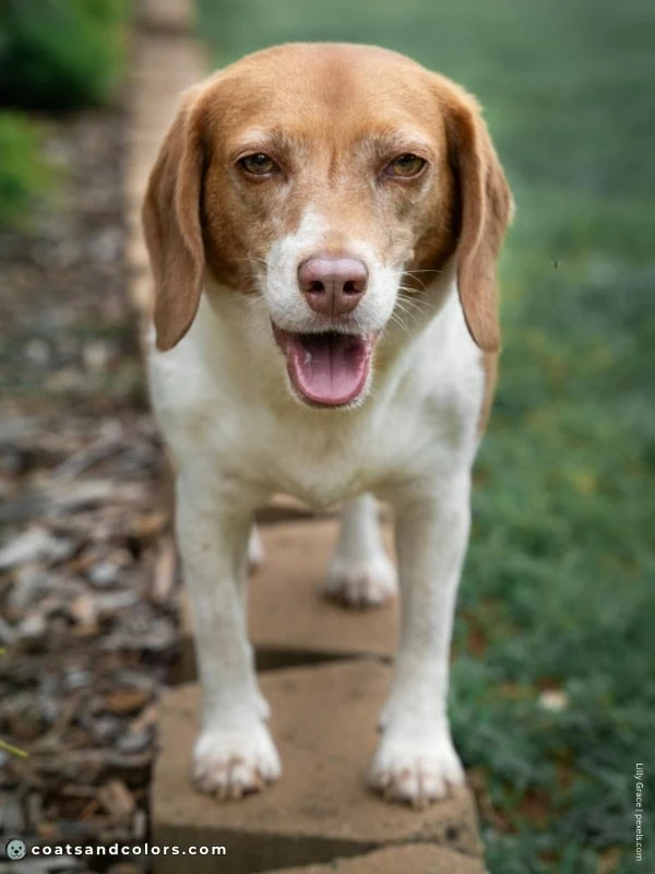 coatsandcolors.com Beagle Coat Color brown white tan