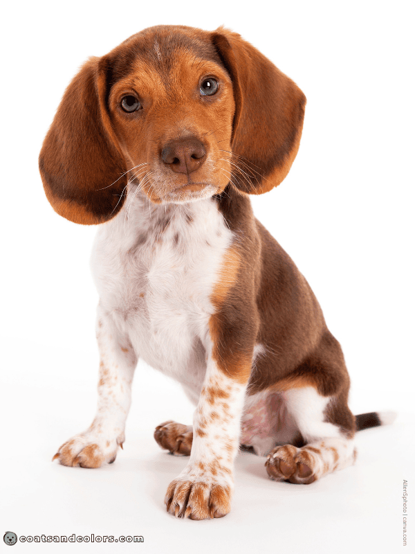 coatsandcolors.com Beagle Coat Color chocolate tri ticked