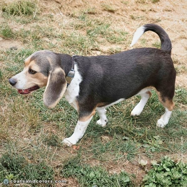 coatsandcolors.com Beagle Coat Color dark blue creeping tan