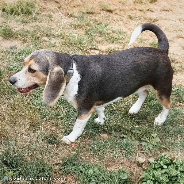 coatsandcolors.com Beagle Coat Color dark blue creeping tan