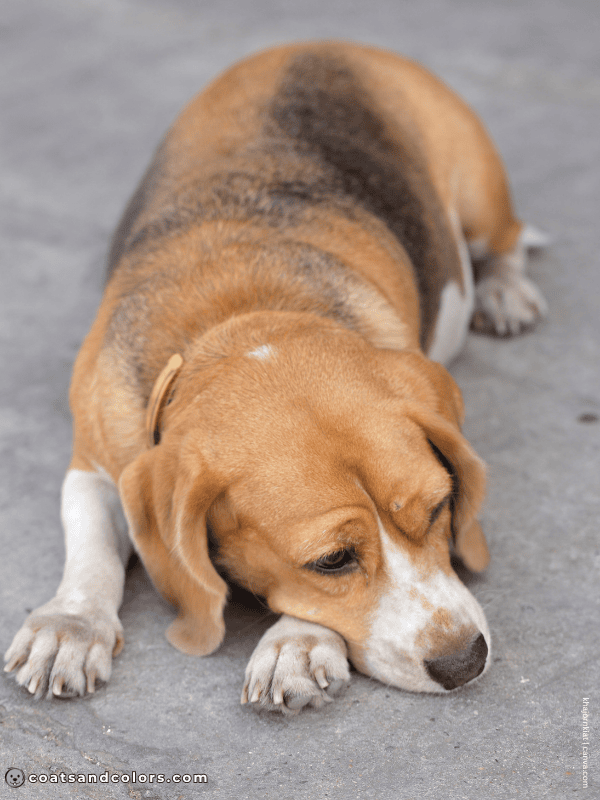coatsandcolors.com Beagle Coat Color faded saddle