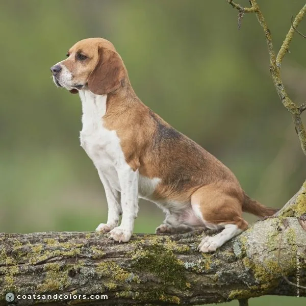 coatsandcolors.com Beagle Coat Color hare pied 2