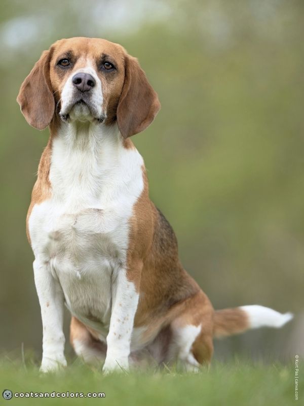 coatsandcolors.com Beagle Coat Color hare pied