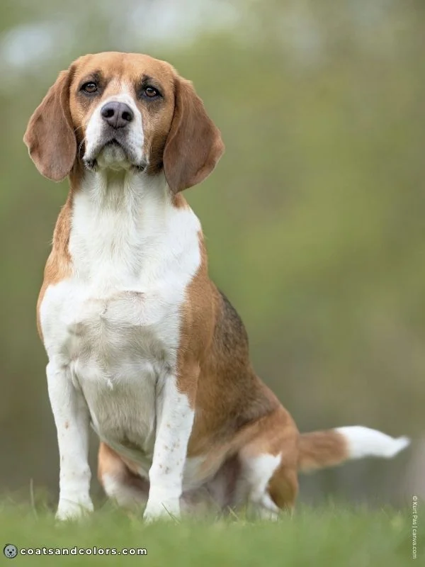 coatsandcolors.com Beagle Coat Color hare pied