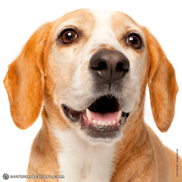 coatsandcolors.com Beagle Coat Color mild snow nose
