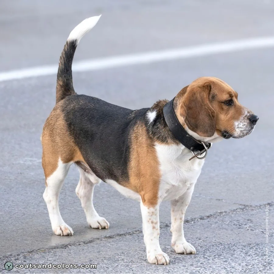 coatsandcolors.com Beagle Coat Color minimal ticking 1