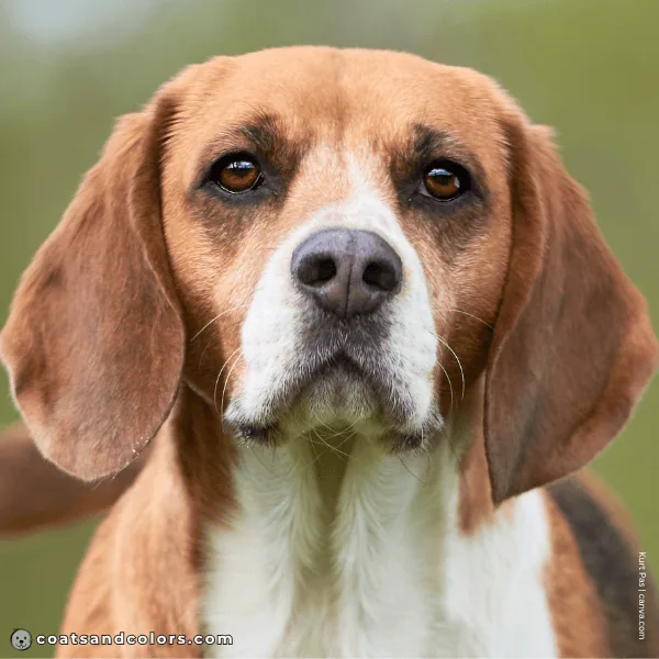 coatsandcolors.com Beagle Coat Color pied domino nose