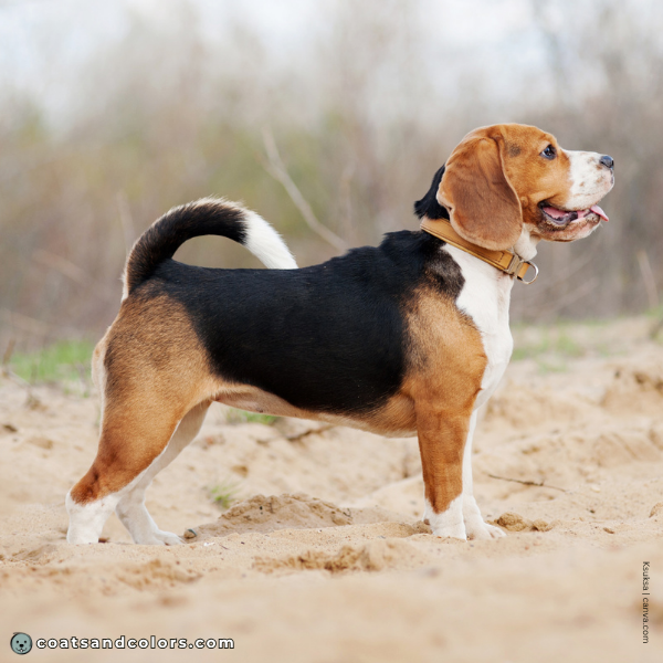 coatsandcolors.com Beagle Coat Color white 1