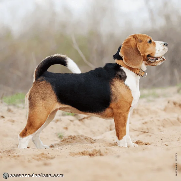 coatsandcolors.com Beagle Coat Color white 1