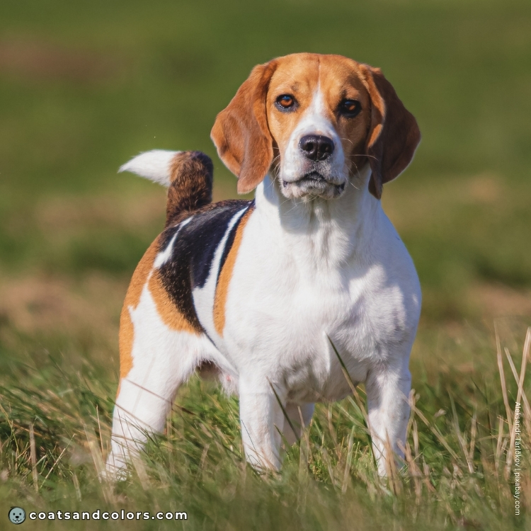 coatsandcolors.com Beagle Coat Color white markings 1