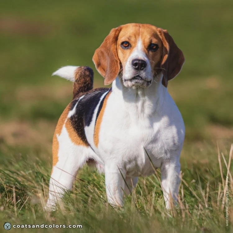 coatsandcolors.com Beagle Coat Color white markings 1