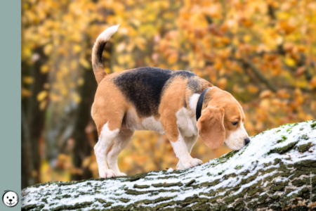 coatsandcolors.com Beagle Colors 900x600 1