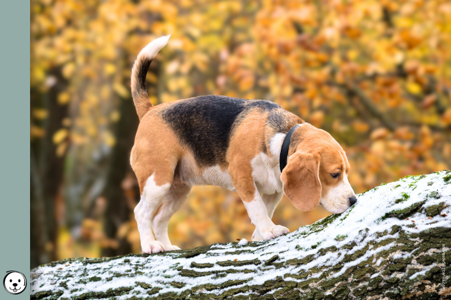 coatsandcolors.com Beagle Colors 900x600 1