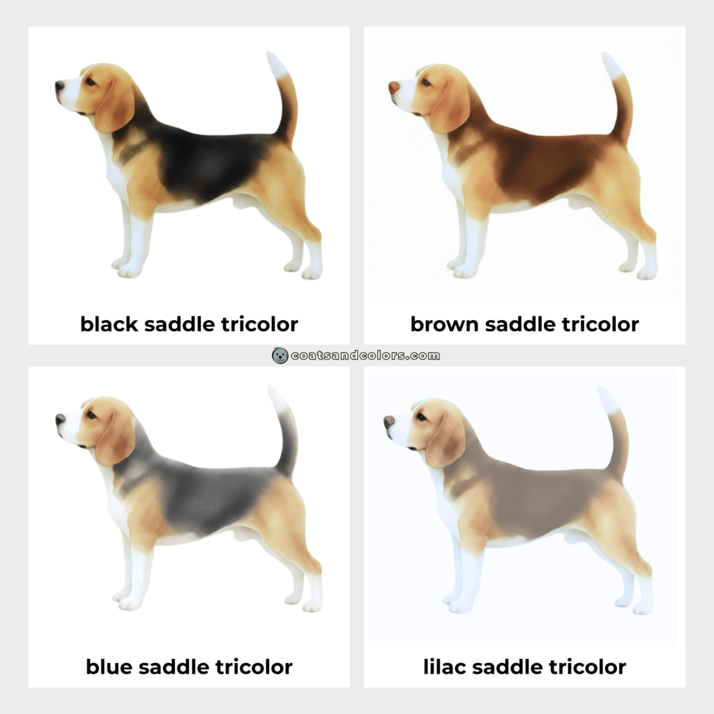 coatsandcolors.com Beagle Colors base color