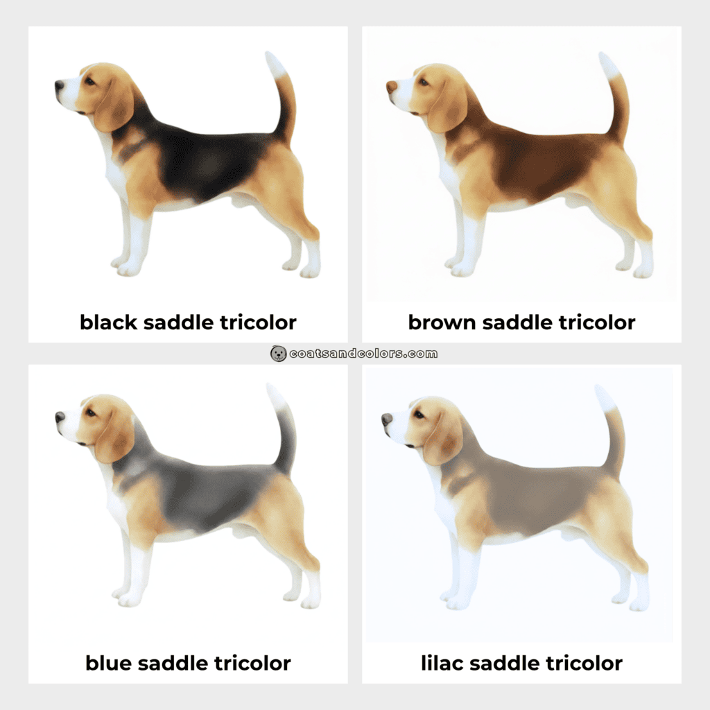 coatsandcolors.com Beagle Colors base color
