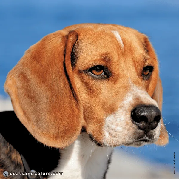 coatsandcolors.com Beagle Colors black nose 1