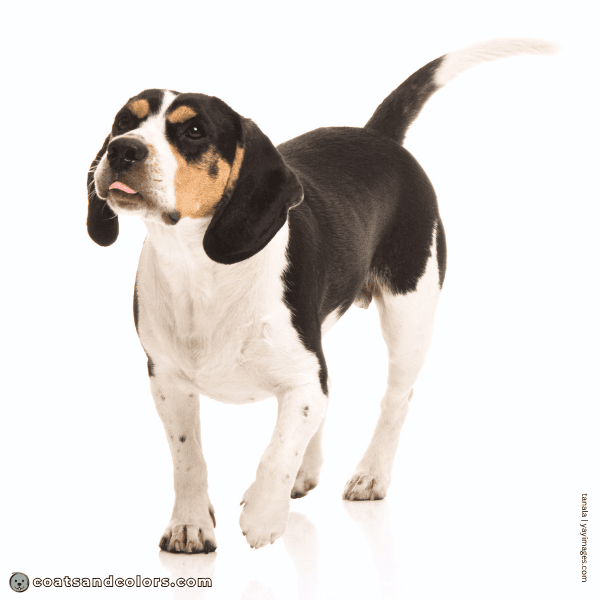 coatsandcolors.com Beagle Colors black tan point 2