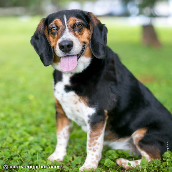 coatsandcolors.com Beagle Colors black tan point