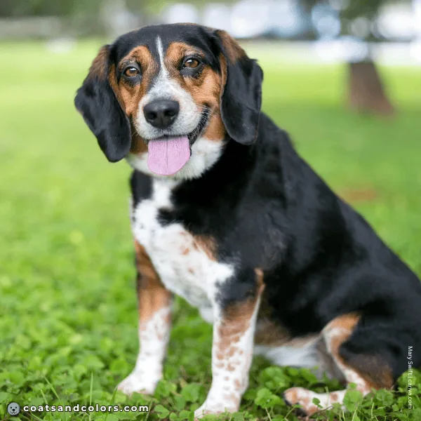 coatsandcolors.com Beagle Colors black tan point