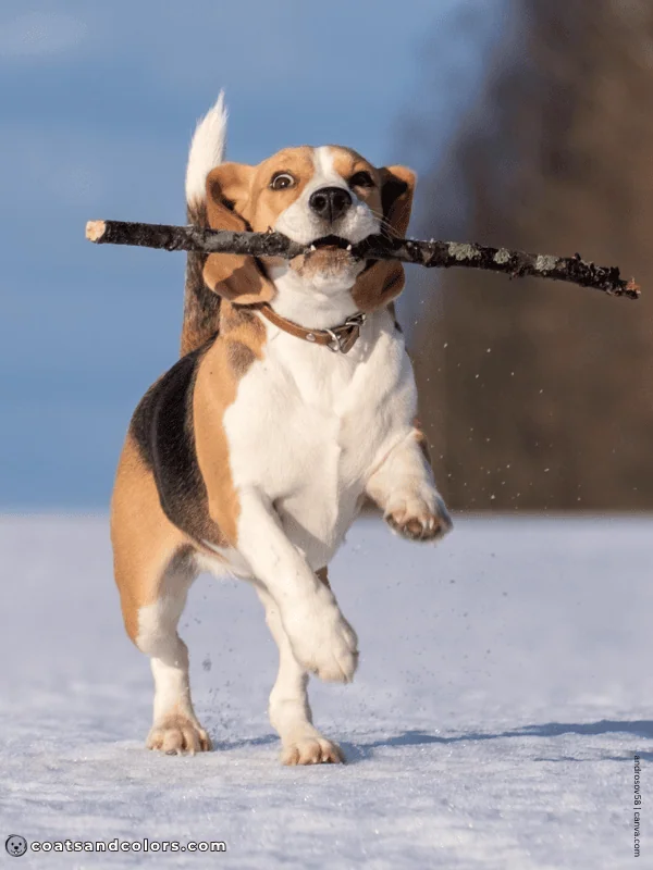 coatsandcolors.com Beagle Colors black tan white 1