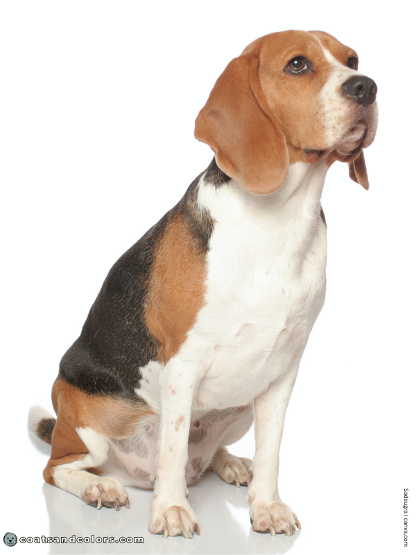 coatsandcolors.com Beagle Colors black tri 3