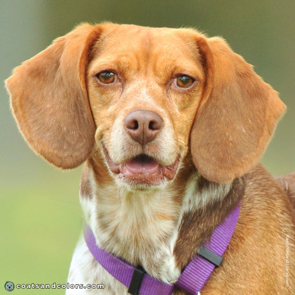 coatsandcolors.com Beagle Colors bliver nose 2