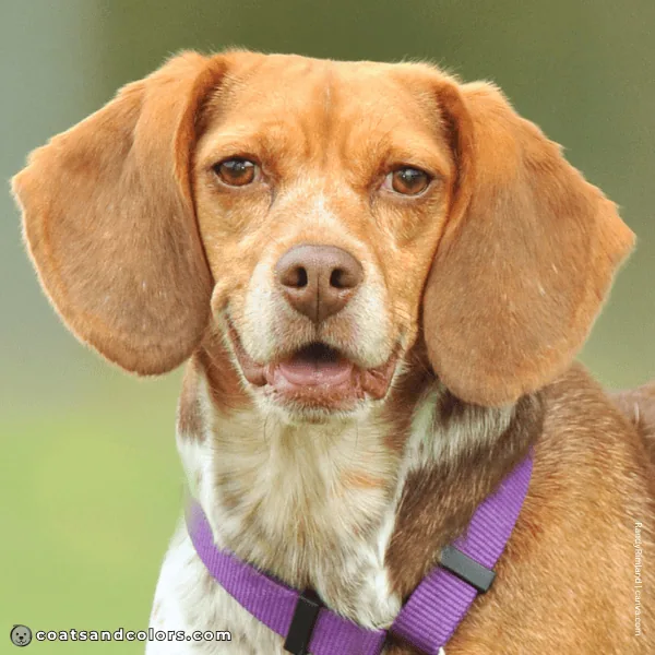 coatsandcolors.com Beagle Colors bliver nose 2