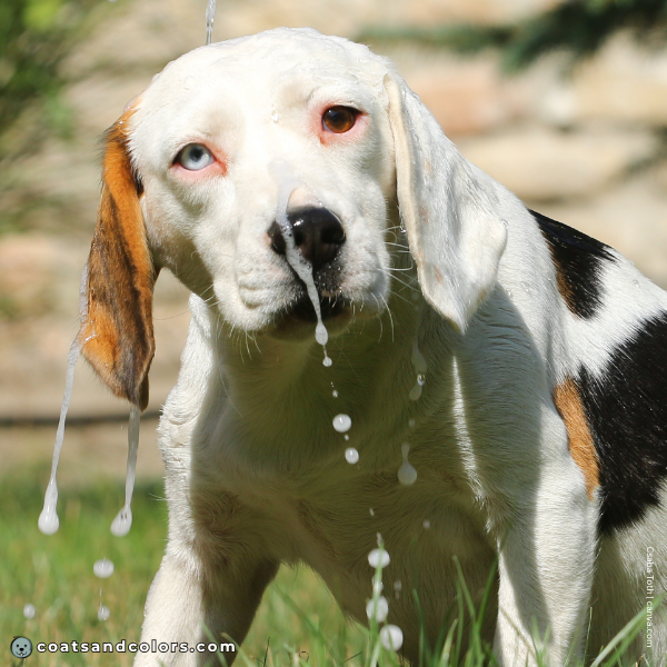 coatsandcolors.com Beagle Colors blue eye