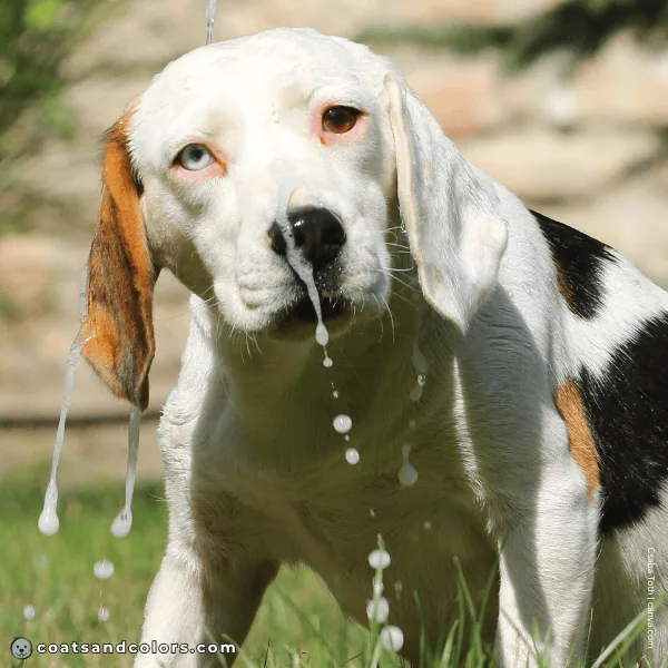 coatsandcolors.com Beagle Colors blue eye