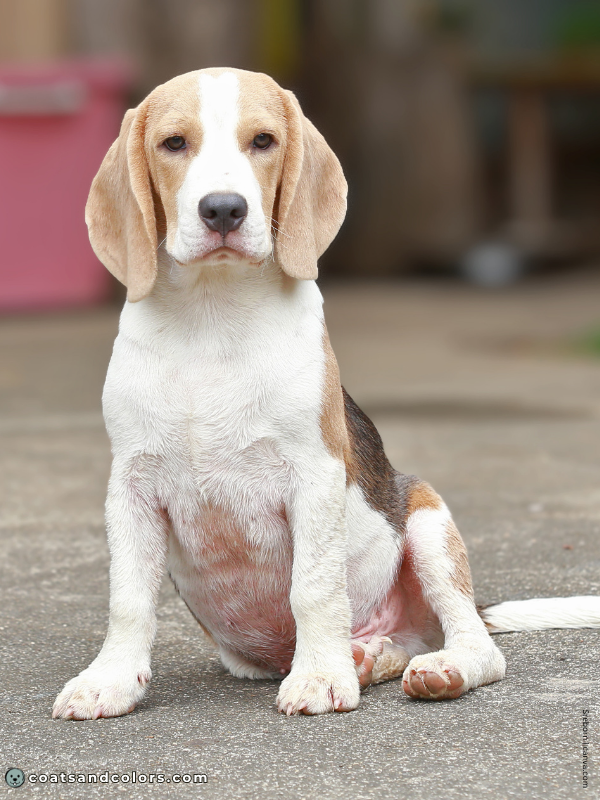 coatsandcolors.com Beagle Colors blue tan white 2