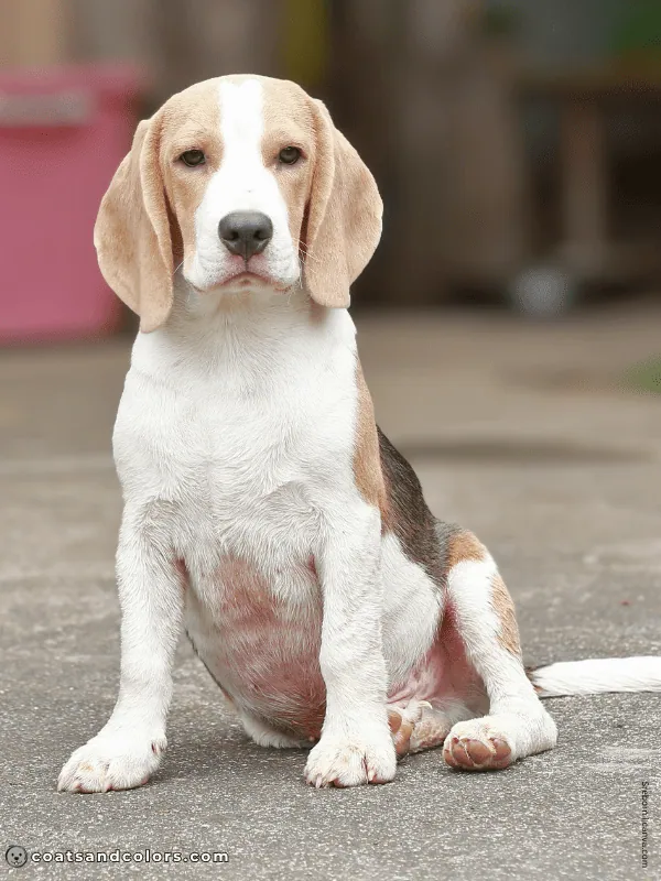 coatsandcolors.com Beagle Colors blue tan white 2