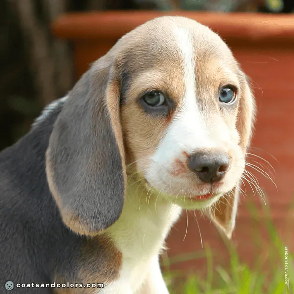 coatsandcolors.com Beagle Colors blue tri puppy eyes