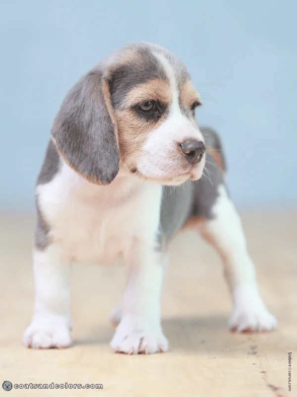 coatsandcolors.com Beagle Colors blue tri saddle 3