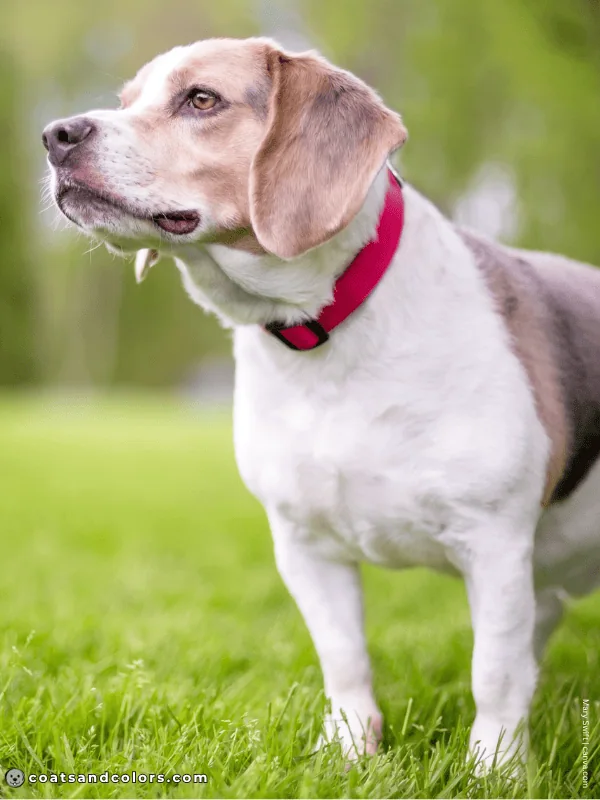 coatsandcolors.com Beagle Colors blue white tan 4