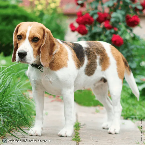 coatsandcolors.com Beagle Colors broken blaket 3