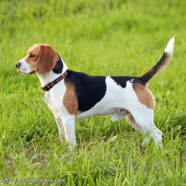 coatsandcolors.com Beagle Colors broken pattern