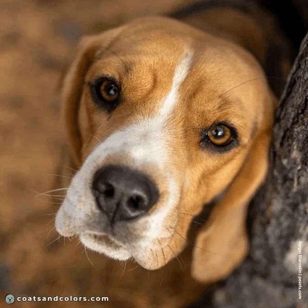 coatsandcolors.com Beagle Colors brown eyes 2